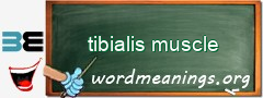 WordMeaning blackboard for tibialis muscle